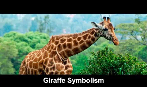 Symbolika žirafy