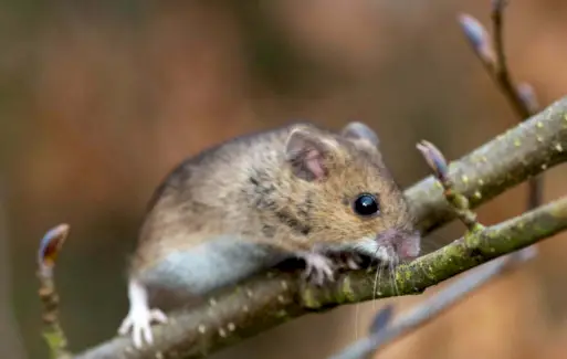 Simbolismo do mouse de campo, significado do mouse, totem do mouse, sonho do mouse e mensagens