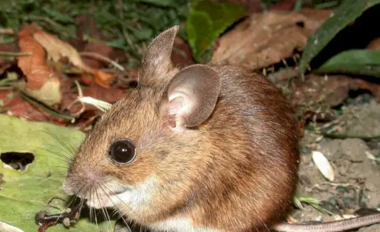 Simbolismo do mouse, significado do mouse, totem do mouse, sonho do mouse e mensagens