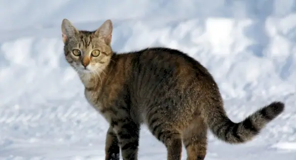 Kočka,, Suchozemské zvíře, Spirit-Animals.com, Kočičí symbolika, Kočičí význam, Kočičí Totem, Kočičí sen, Zprávy