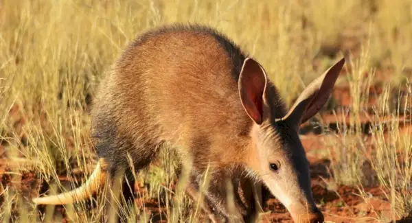 Simbolismo, sonhos e mensagens do porco-da-terra