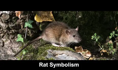 Reproductor de YouTube