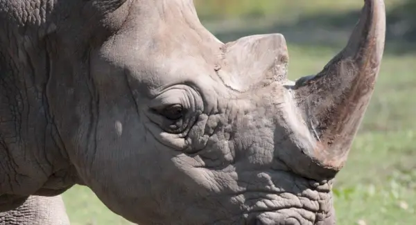 Symbolika jižního bílého nosorožce, význam nosorožce, totem nosorožce, sen nosorožce a zprávy