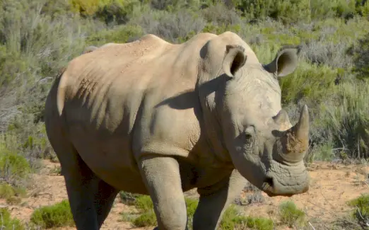 Symbolika bílého nosorožce, význam nosorožce, totem nosorožce, sen nosorožce a zprávy