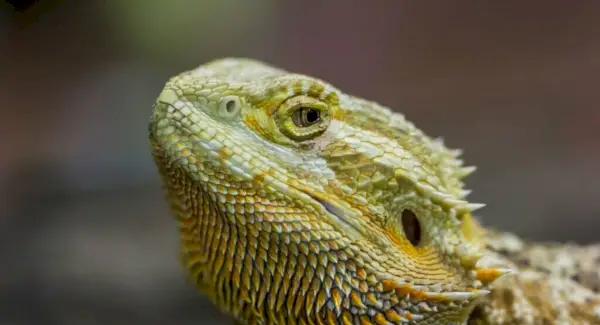 Barzdoto drakono totemas, sapnai ir pranešimai