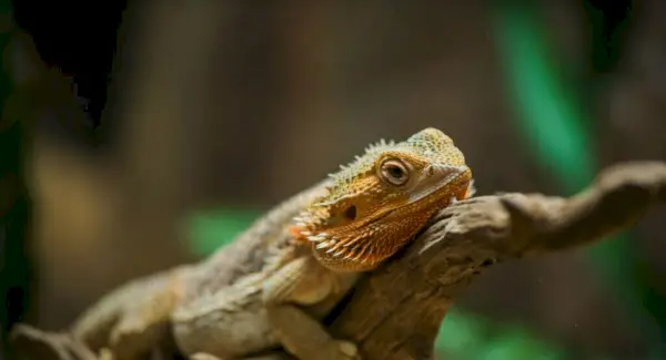 Barzdoto drakono simbolika, sapnai ir pranešimai