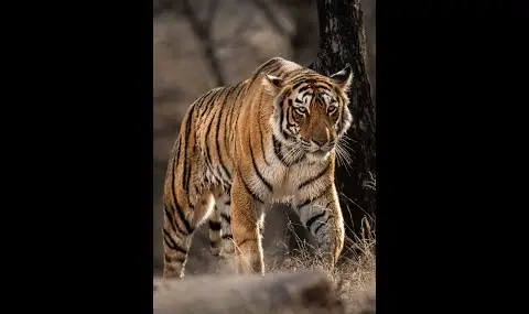 „YouTube“ grotuvas