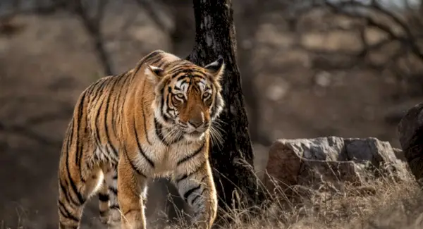 Tigro simbolika, sapnai ir pranešimai