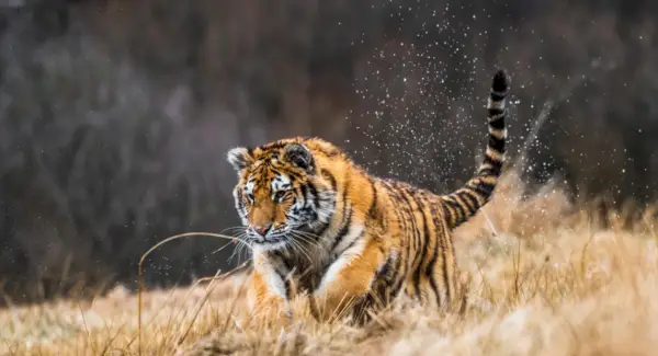 Tigro simbolika, sapnai ir pranešimai