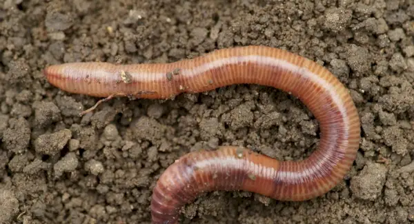 Totem de minhoca, sonhos e mensagens