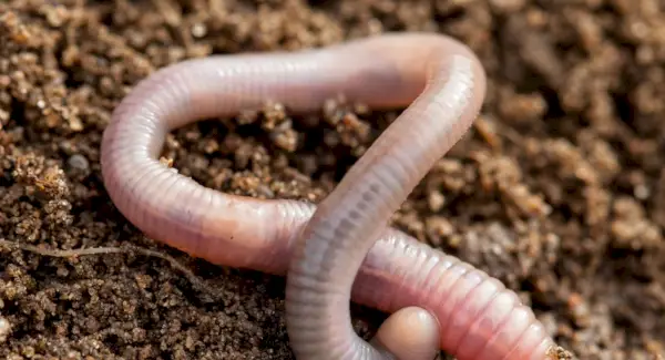 Simbolismo, sonhos e mensagens da minhoca