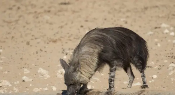 Hiena tacada Significat i missatges