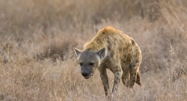 Simbolisme, somnis i tòtems de la hiena tacada