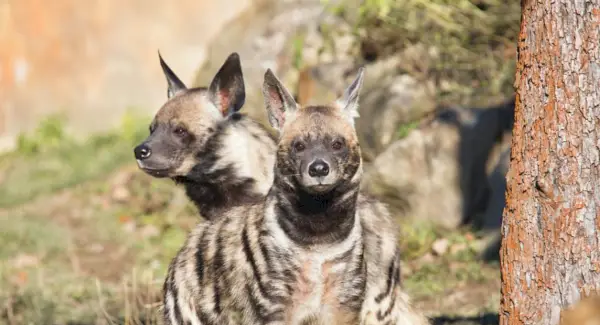 Simbolisme, somnis i tòtems de la hiena ratllada