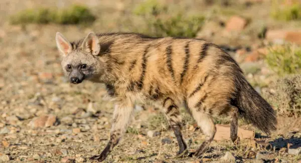 Simbolisme, somnis i tòtems de Aardwolf