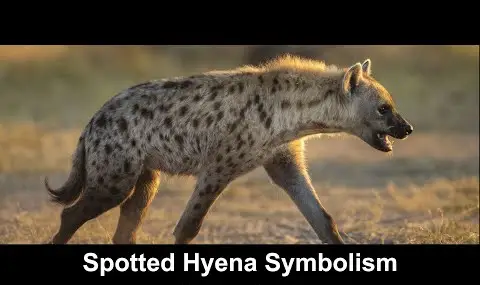 Reproductor de YouTube