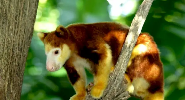 Baumkänguru-Symbolik, Träume und Botschaften