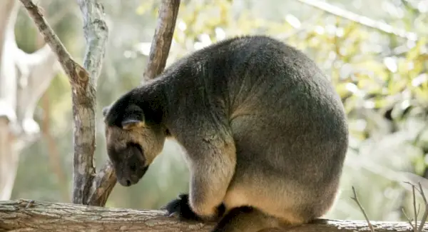 Lumholtz-Baumkänguru-Symbolik