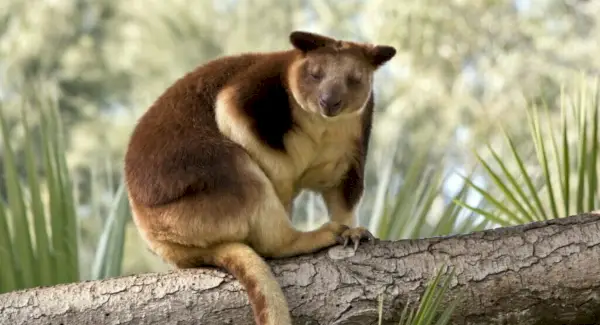 Baumkänguru-Totem, Träume und Botschaften