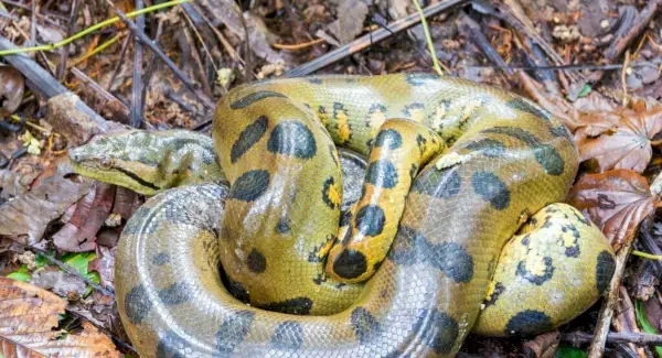 Tòtem Anaconda, Somnis i Missatges