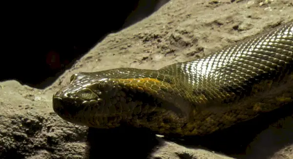 Simbolisme de l'anaconda