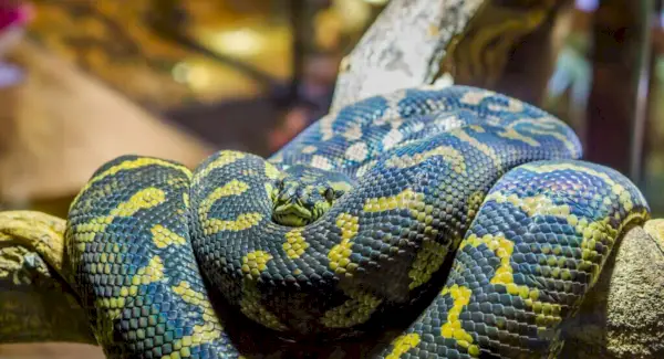 Simbolisme, somnis i missatges de l'anaconda