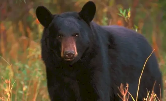 Urso, Mamíferos, Mensagens e Totens de Animais, Simbolismo do Urso, Significado do Urso, Totem do Urso, Espírito Animal do Urso, Sonho do Urso, Leitura em Quatro Direções