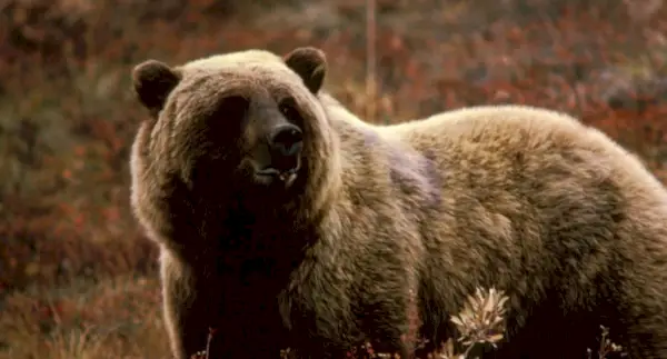 Urso, Mamíferos, Mensagens e Totens de Animais, Simbolismo do Urso, Significado do Urso, Totem do Urso, Animal Espírito do Urso, Sonho do Urso