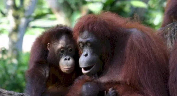Simbolisme de l'orangutan, significat de l'orangutan, tòtem de l'orangutan, somni de l'orangutan i missatges