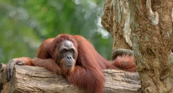 Simbolisme orangutan, significat orangutan, tòtem orangutan, somni de l'orangutan i missatges