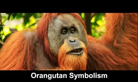 Reproductor de YouTube