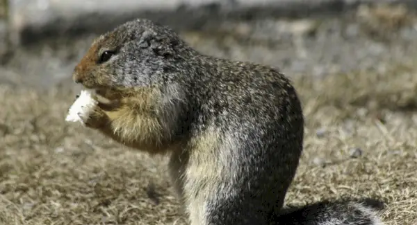 Significado do cão da pradaria