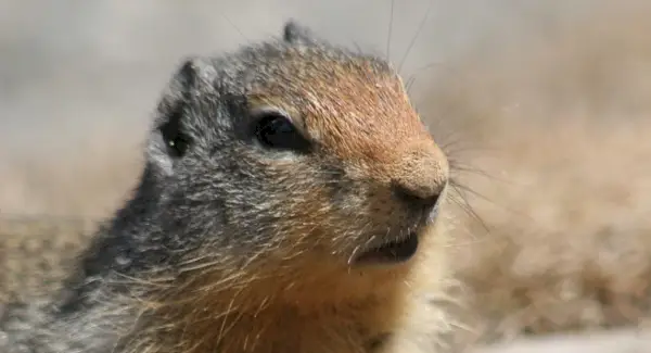 Totem do cão da pradaria, sonho do cão da pradaria e mensagens
