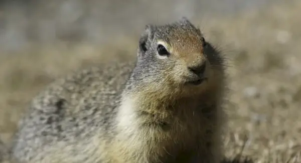 Simbolismo do cão da pradaria