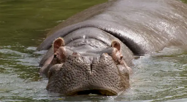 Symbolika hrocha, význam hrocha, totem hrocha, sen hrocha