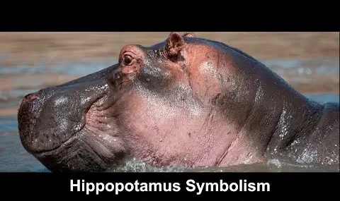 Přehrávač YouTube