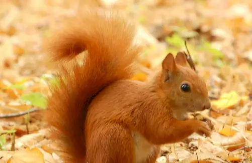 Ekorre, Djurmeddelanden, Totem, Ekorrens betydelse, Ekorrsymbolik, Ekorrtotem, Ekorrdröm, Ekorrens andedjur