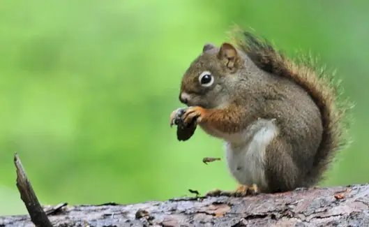 Ekorre, Djurmeddelanden, Totem, Ekorrens betydelse, Ekorrsymbolik, Ekorrtotem, Ekorrdröm, Ekorrens andedjur