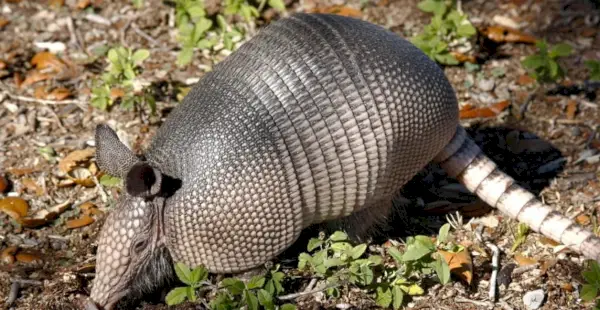 Simbolismo, significado, totens, sonhos e mensagens do tatu