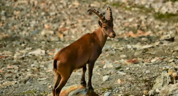 Simbolismo, sonhos e mensagens do Ibex