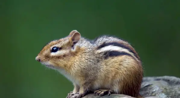 Significado do totem do esquilo