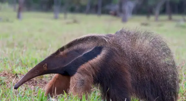 Totem obřího mravenečníka