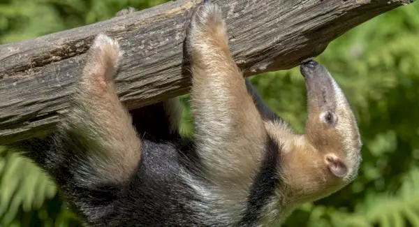 Symbolika, sny a poselství mravenečníka jižního
