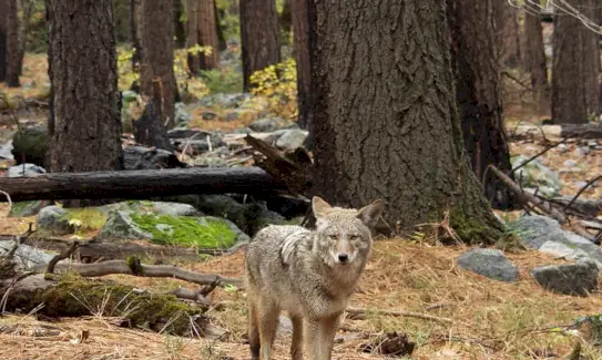 Simbolisme del coiot