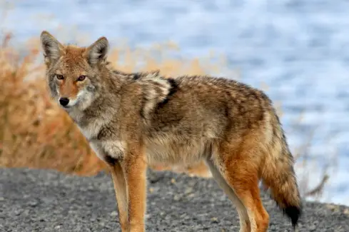 Tòtem de coiot, somni de coiot i missatges