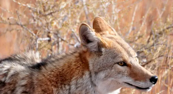 Simbolisme del coiot, significat del coiot