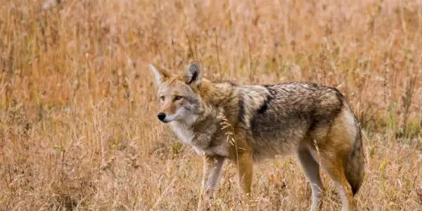 Tòtem de coiot, somni de coiot i missatges