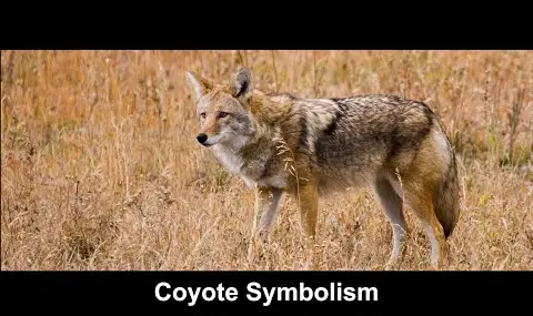 Reproductor de YouTube