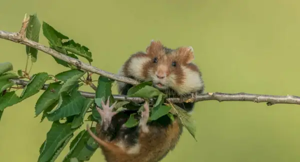 Tòtem de hàmster, somnis i missatges