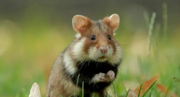 Simbolisme, somnis i missatges de hàmster